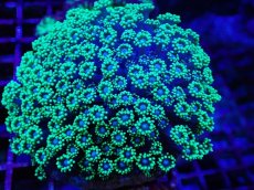 画像1: No.4 ハナガササンゴ　ブルーコア　　【珍しい、レアな個体♪】 (1)