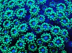 画像2: No.4 ハナガササンゴ　ブルーコア　　【珍しい、レアな個体♪】 (2)