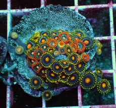 画像1: No.1 マメスナギンチャク　プレート (1)