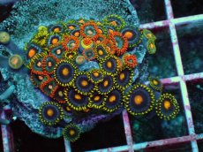 画像2: No.1 マメスナギンチャク　プレート (2)