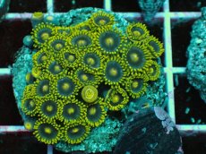 画像2: No.2 マメスナギンチャク　プレート (2)