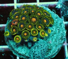 画像1: No.3 マメスナギンチャク　プレート (1)