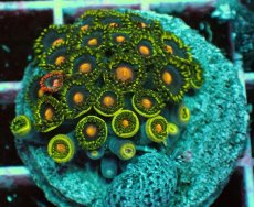 画像2: No.3 マメスナギンチャク　プレート (2)