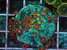 画像1: No.4 マメスナギンチャク　プレート (1)