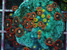 画像2: No.4 マメスナギンチャク　プレート (2)