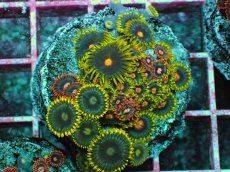 画像1: No.5 マメスナギンチャク　プレート (1)