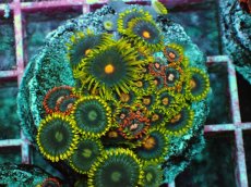 画像2: No.5 マメスナギンチャク　プレート (2)