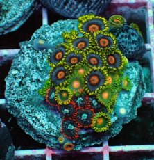 画像1: No.6 マメスナギンチャク　プレート (1)