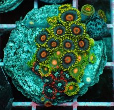 画像2: No.6 マメスナギンチャク　プレート (2)