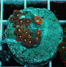 画像1: No.7 マメスナギンチャク　プレート (1)