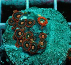 画像2: No.7 マメスナギンチャク　プレート (2)