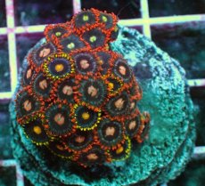 画像1: No.8 マメスナギンチャク　プレート (1)