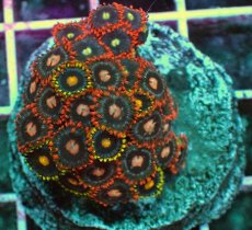 画像2: No.8 マメスナギンチャク　プレート (2)