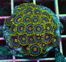 画像1: No.9 マメスナギンチャク　プレート (1)