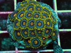 画像2: No.9 マメスナギンチャク　プレート (2)