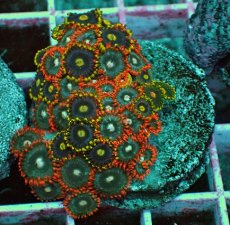 画像1: No.10 マメスナギンチャク　プレート (1)