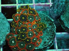 画像2: No.10 マメスナギンチャク　プレート (2)