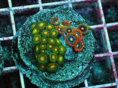 画像1: No.11 マメスナギンチャク　プレート (1)