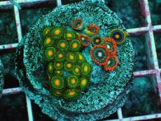 画像2: No.11 マメスナギンチャク　プレート (2)