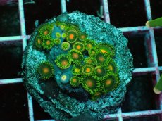 画像1: No.12 マメスナギンチャク　プレート (1)