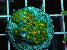 画像2: No.12 マメスナギンチャク　プレート (2)