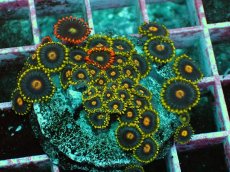 画像1: No.13 マメスナギンチャク　プレート (1)