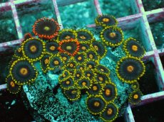 画像2: No.13 マメスナギンチャク　プレート (2)