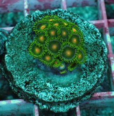 画像1: No.14 マメスナギンチャク　プレート (1)