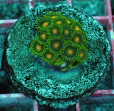 画像2: No.14 マメスナギンチャク　プレート (2)