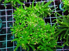 画像1: No.2  フラワーコーラル　ピンクチップ系　1ヘッド (1)