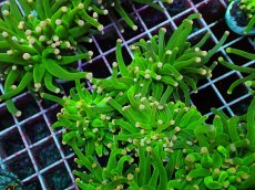 画像2: No.2  フラワーコーラル　ピンクチップ系　1ヘッド (2)