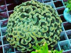 画像1: No.1　ナガレハナサンゴ　イエロー (1)