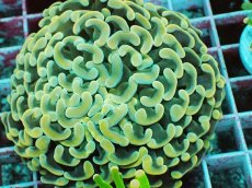 画像2: No.1　ナガレハナサンゴ　イエロー (2)