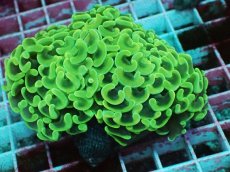 画像1: No.2　ナガレハナサンゴ　イエロー (1)