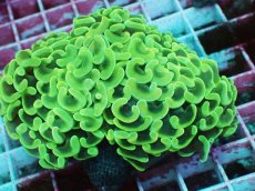 画像2: No.2　ナガレハナサンゴ　イエロー (2)