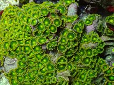 画像2: No.1 ベトナム産　マメスナギンチャク (2)