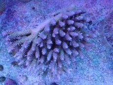 画像1: No.4 ウスエダミドリイシ　ピンク系カラー (1)