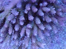 画像2: No.4 ウスエダミドリイシ　ピンク系カラー (2)