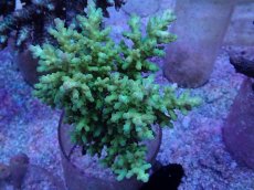 画像1: No.5 オーストラリア産 深場ミドリイシ (1)