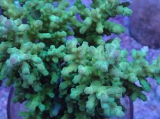 画像2: No.5 オーストラリア産 深場ミドリイシ (2)