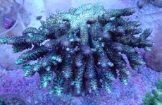 画像1: No.6 オーストラリア産 浅場ミドリイシ (1)