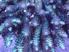 画像2: No.6 オーストラリア産 浅場ミドリイシ (2)