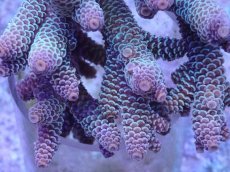 画像2: No.7 オーストラリア産 スパスラータ (2)