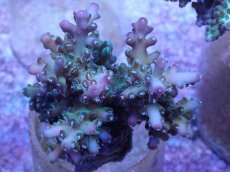 画像1: No.8 フィジー産 ロリペス (1)