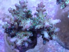 画像2: No.8 フィジー産 ロリペス (2)