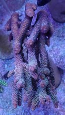 画像1: No.9 オーストラリア産 スパスラータ (1)