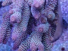 画像2: No.9 オーストラリア産 スパスラータ (2)