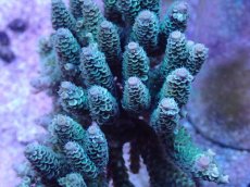 画像2: No.10 ウスエダミドリイシ　ディープグリーン (2)