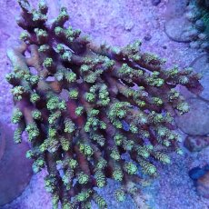 画像1: No.11 浅場ミドリイシ (1)