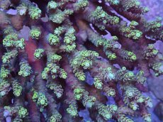 画像2: No.11 浅場ミドリイシ (2)